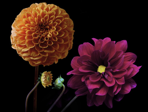 990029 (a): :2048x1548